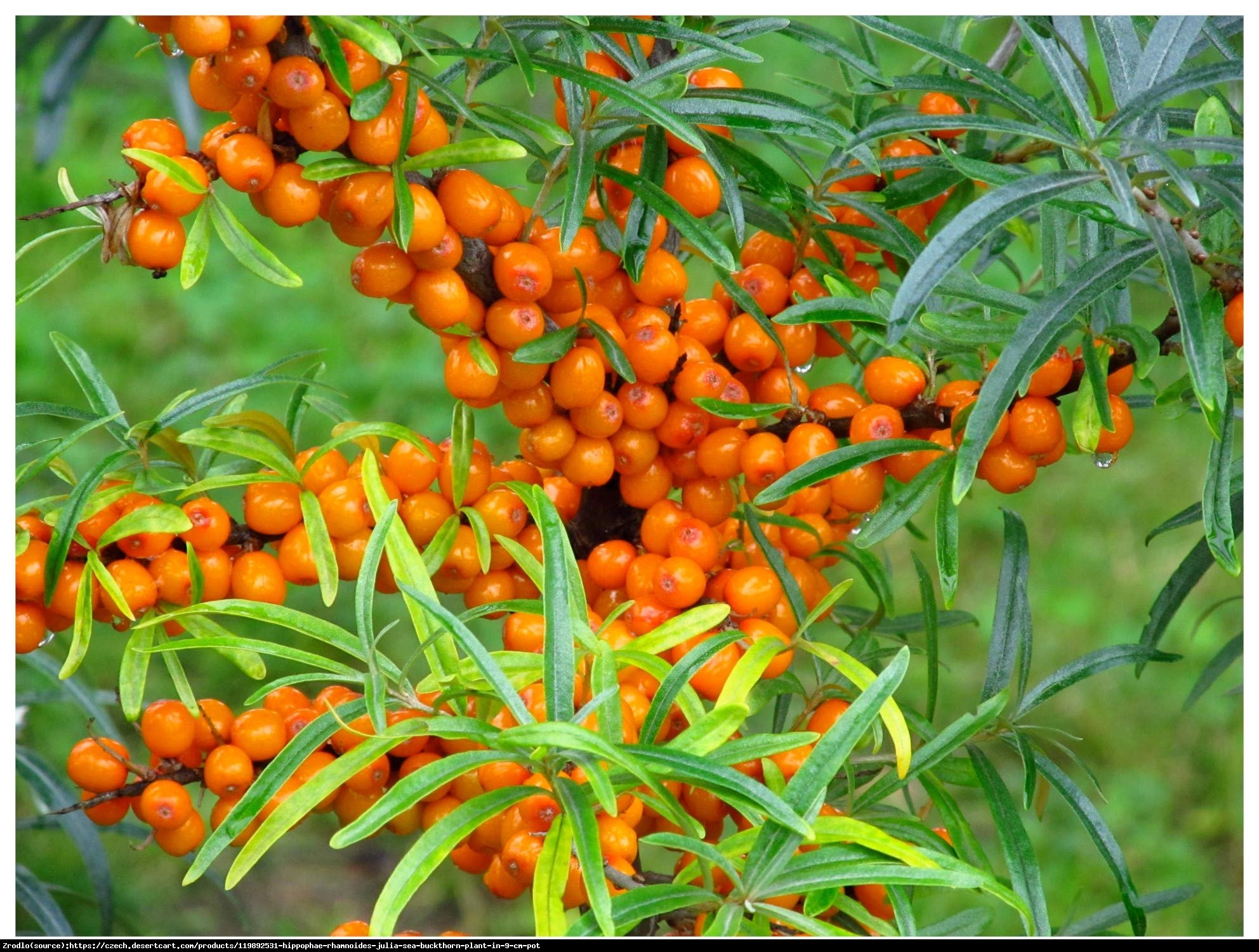 Rokitnik pospolity  Julia - wczesna odmiana - Hippophae rhamnoides  Julia