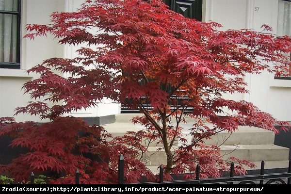 Klon palmowy Atropurpureum - Acer palmatum  Atropurpureum 