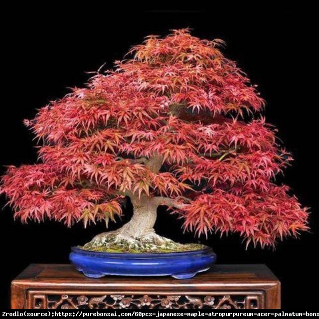 Klon palmowy Atropurpureum - Acer palmatum  Atropurpureum 
