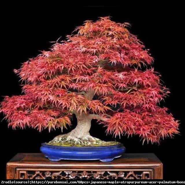 Klon palmowy Atropurpureum - Acer palmatum  Atropurpureum 