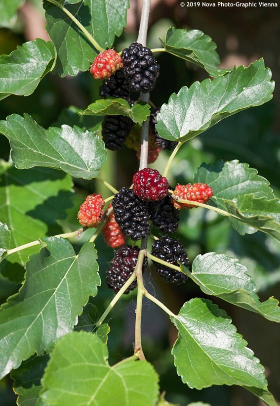 Morwa biała Pendula - PŁACZĄCY POKRÓJ, super słodkie owoce - Morus alba Pendula