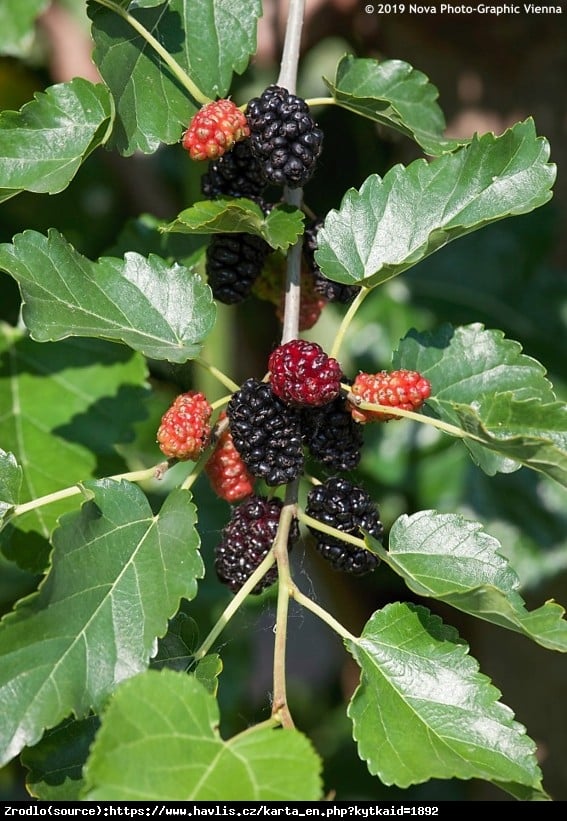 Morwa biała Pendula - PŁACZĄCY POKRÓJ, super słodkie owoce - Morus alba Pendula