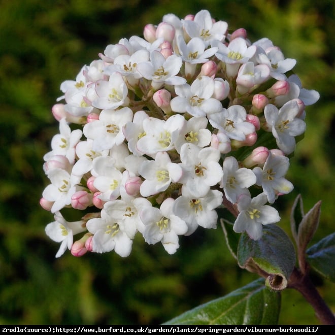 Kalina Burkwoodii na pniu - FENOMENALNY ZAPACH, OBFITE KWITNIENIE!!! - Viburnum burkwoodii na PNIU