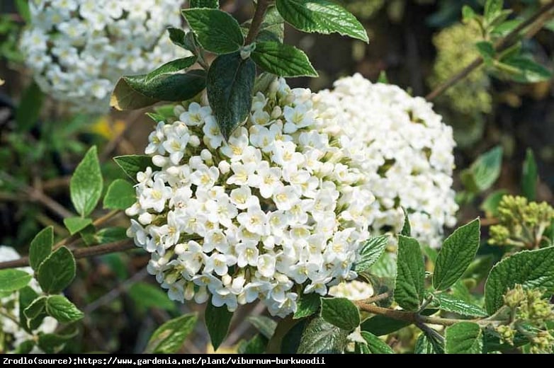 Kalina Burkwoodii na pniu - FENOMENALNY ZAPACH, OBFITE KWITNIENIE!!! - Viburnum burkwoodii na PNIU