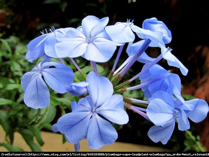 Ołownik - BŁĘKITNE KWIATY!!! - Plumbago auriculata