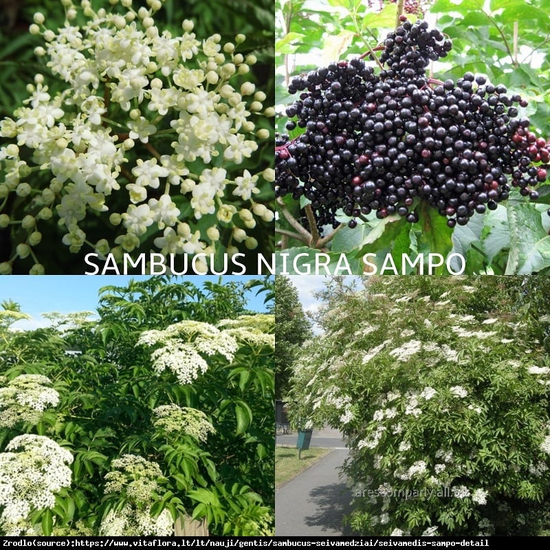 Bez czarny Sampo - OGROMNE KWIATOSTANY i DUŻE OWOCE!!! - Sambucus nigra Sampo