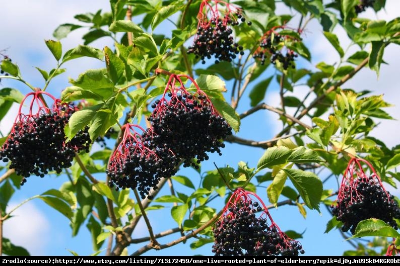 Bez czarny Sampo - OGROMNE KWIATOSTANY i DUŻE OWOCE!!! - Sambucus nigra Sampo