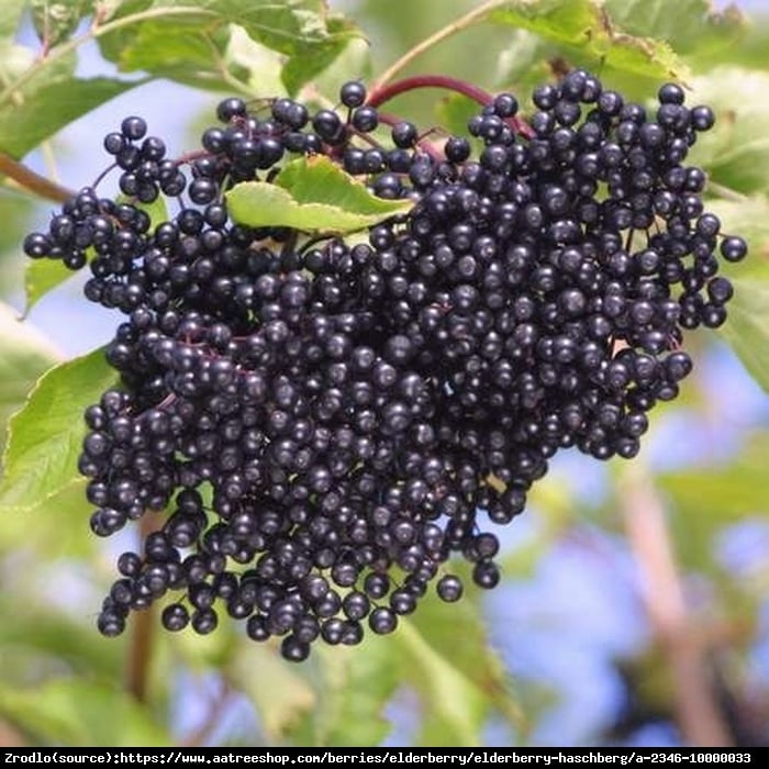 Bez czarny Haschberg- WYSOKIE PLONY, DUŻA ZAWARTOŚĆ BARWNIKÓW!!! - Sambucus nigra Haschberg