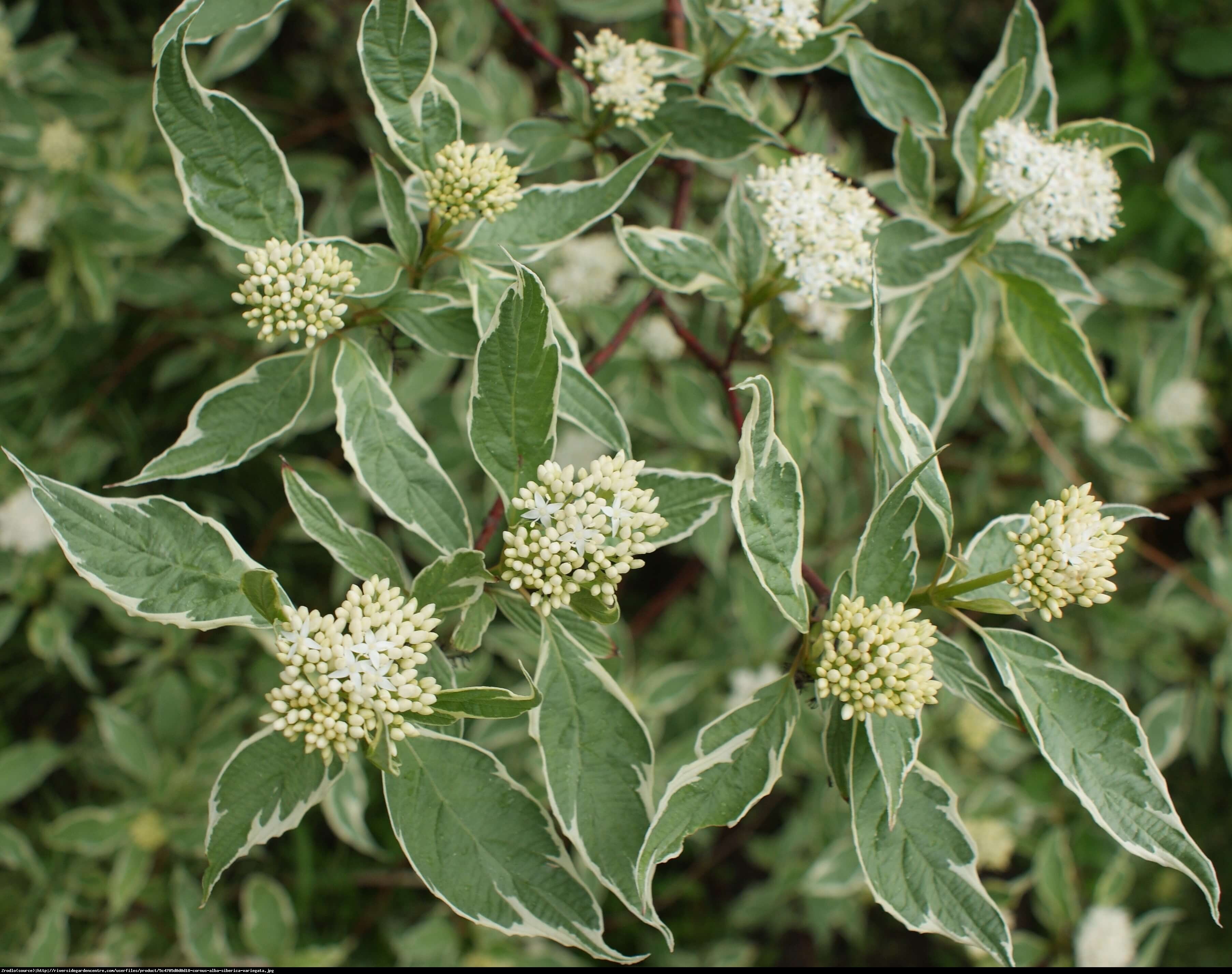 Dereń biały Sibirica Variegata - Cornus alba  Sibirica Variegata 