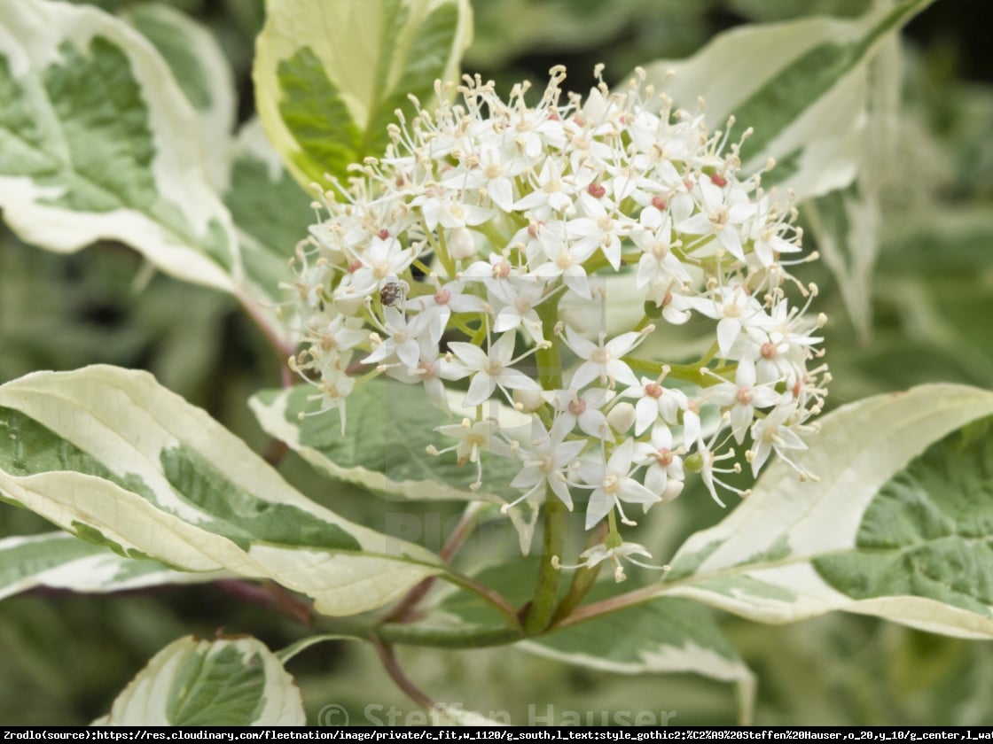 Dereń biały Sibirica Variegata - Cornus alba  Sibirica Variegata 