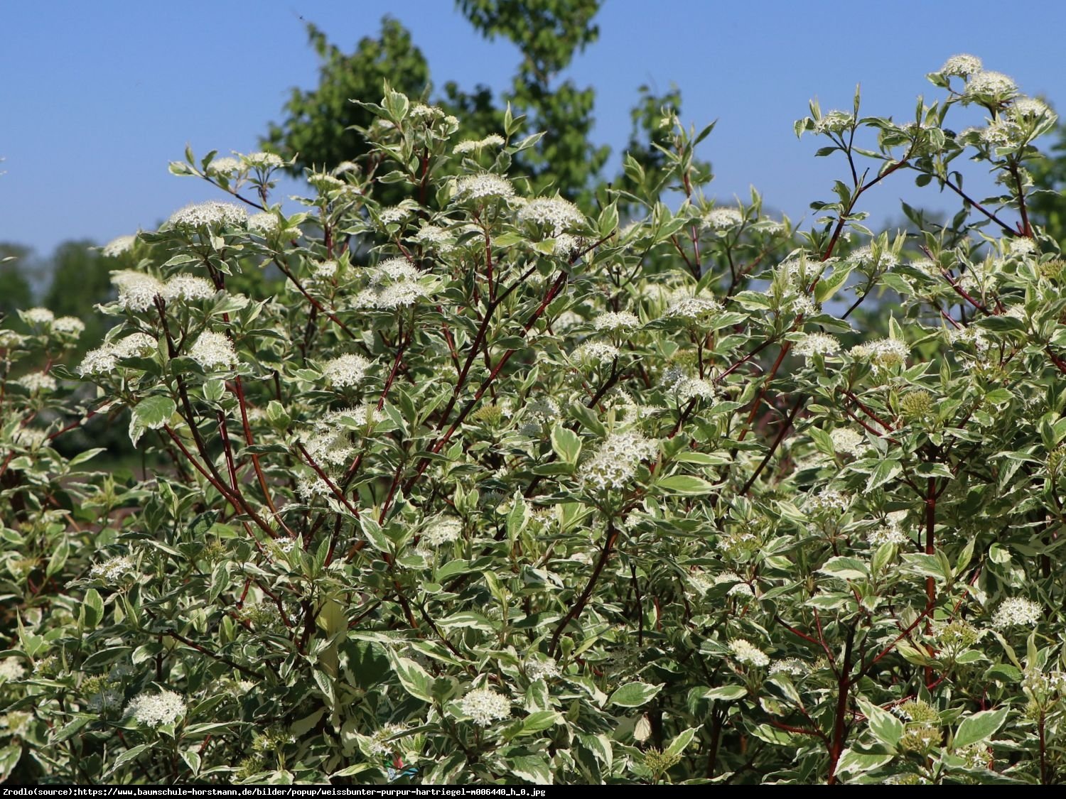 Dereń biały Sibirica Variegata - Cornus alba  Sibirica Variegata 