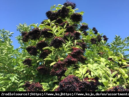 Bez czarny Heideg 17 - OBFICIE OWOCUJE, DUŻE OWOCE - Sambucus nigra Heideg 17