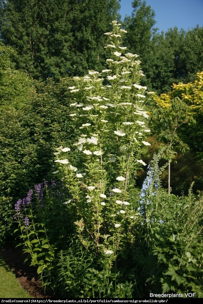 Bez czarny Obelisk -KOLUMNOWY POKRÓJ, duże owoce - Sambucus nigra Obelisk