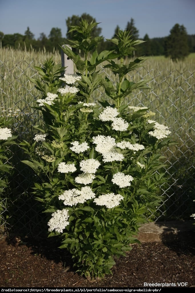 Bez czarny Obelisk -KOLUMNOWY POKRÓJ, duże owoce - Sambucus nigra Obelisk