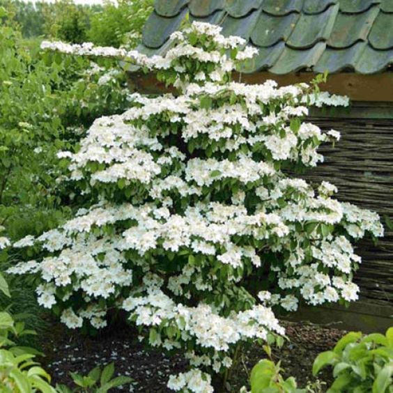 Kalina japońska  Kilimanjaro - PAGODOWY POKRÓJ, powtarza kwitnienie!!! - Viburnum plicatum  Kilimanjaro