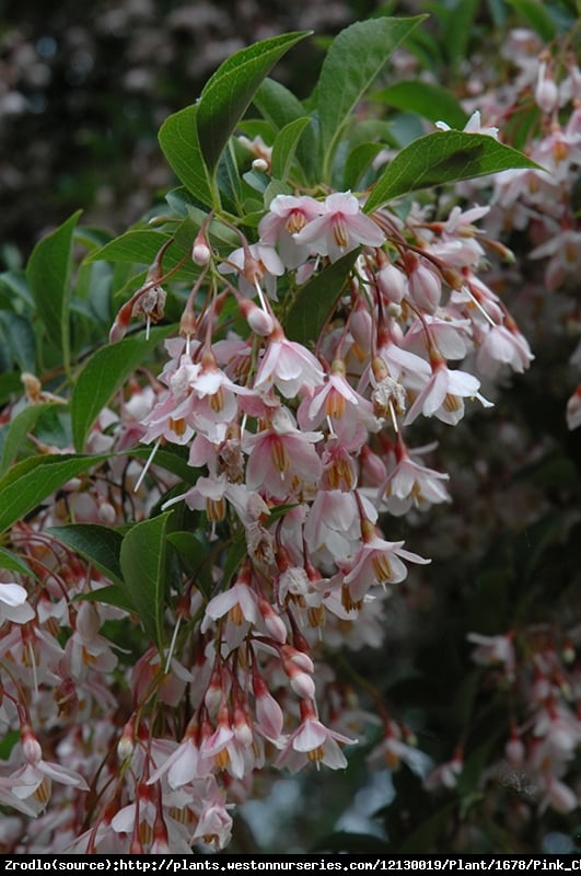 Styrak japoński Pink Chimes - RÓŻOWA perełka kolekcjonerska!!! - Styrax japonicus Pink Chimes