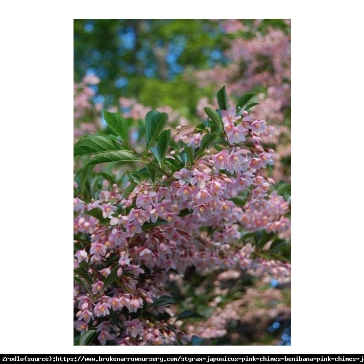 Styrak japoński Pink Chimes - RÓŻOWA perełka kolekcjonerska!!! - Styrax japonicus Pink Chimes