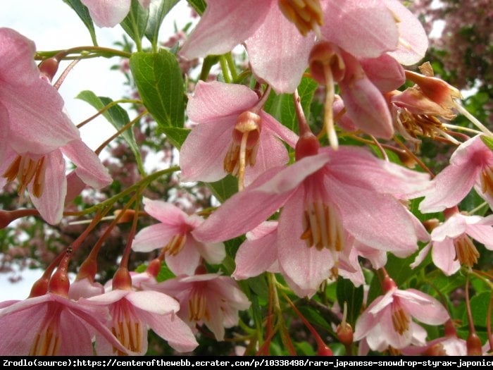 Styrak japoński Pink Chimes - RÓŻOWA perełka kolekcjonerska!!! - Styrax japonicus Pink Chimes