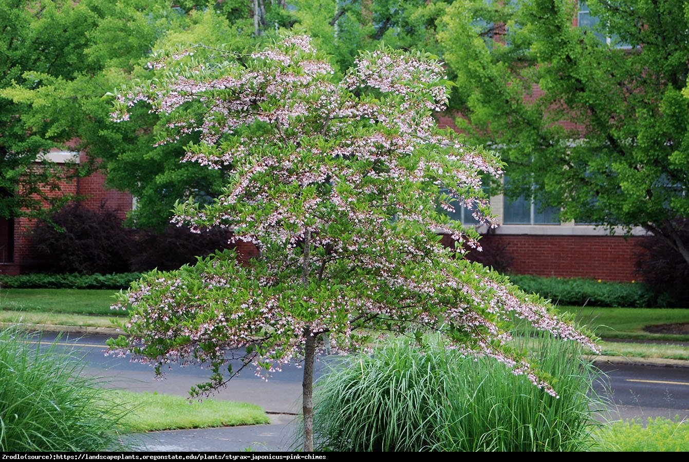 Styrak japoński Pink Chimes - RÓŻOWA perełka kolekcjonerska!!! - Styrax japonicus Pink Chimes