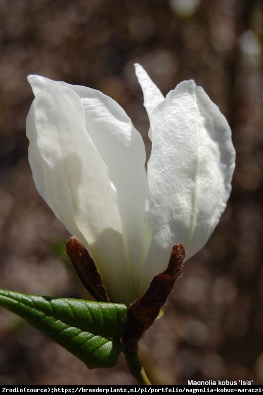 Magnolia japońska ISIS - KOLUMNOWY pokrój, WYSOKA MROZOODPORNOŚĆ - Magnolia kobus ISIS