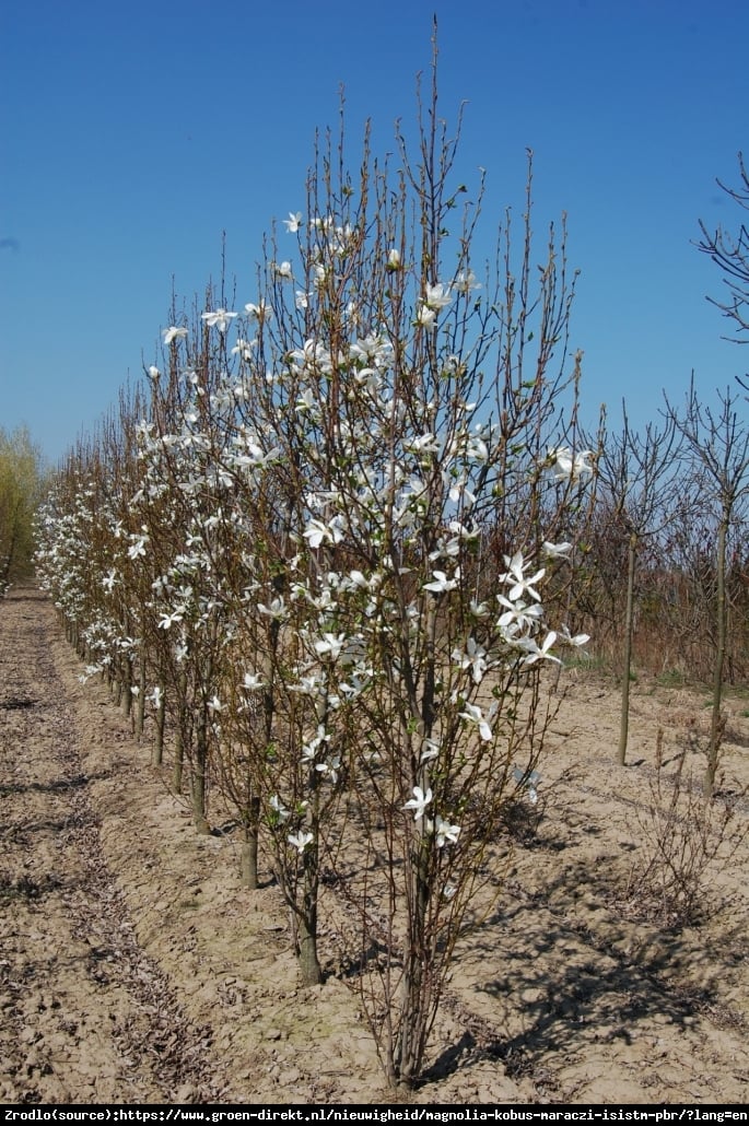 Magnolia japońska ISIS - KOLUMNOWY pokrój, WYSOKA MROZOODPORNOŚĆ - Magnolia kobus ISIS