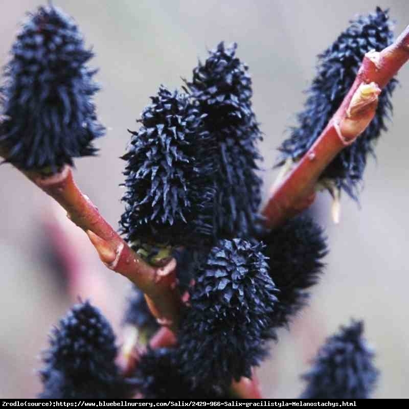Wierzba smukłoszyjkowa Melanostachys - HIT czarne bazie, NA PNIU!!! - Salix gracilistyla Melanostachys