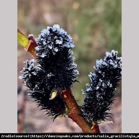 Wierzba smukłoszyjkowa Melanostachys - HIT czarne bazie, NA PNIU!!! - Salix gracilistyla Melanostachys