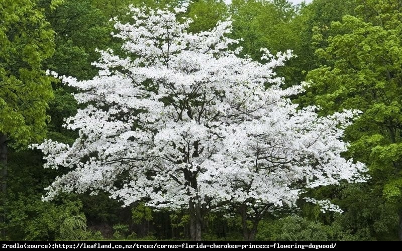 Dereń kwiecisty - BIAŁA CHMURKA!!! - Cornus florida 