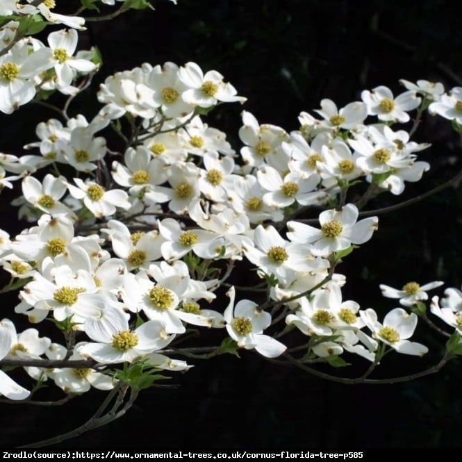 Dereń kwiecisty - BIAŁA CHMURKA!!! - Cornus florida 