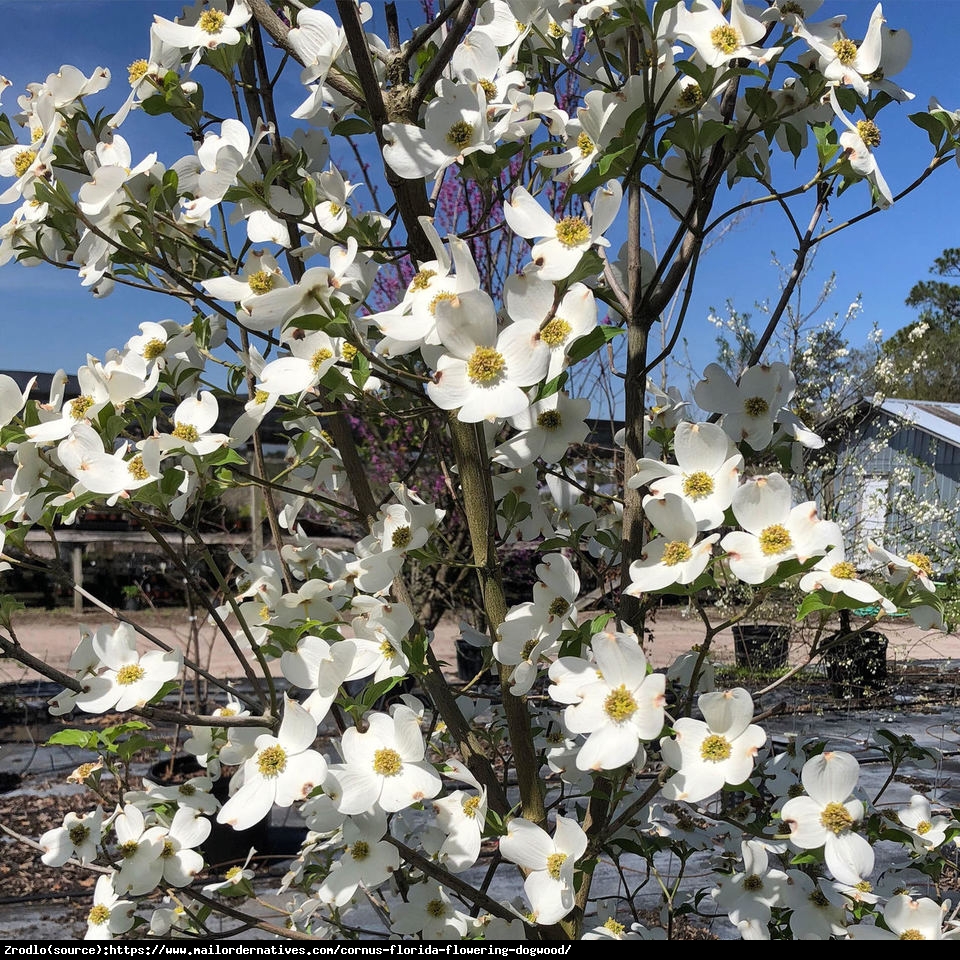 Dereń kwiecisty - BIAŁA CHMURKA!!! - Cornus florida 