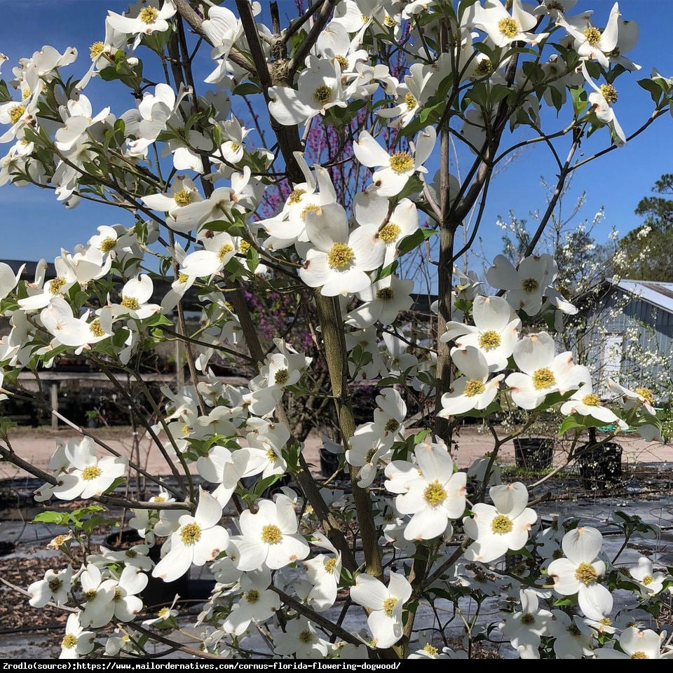 Dereń kwiecisty - BIAŁA CHMURKA!!! - Cornus florida 