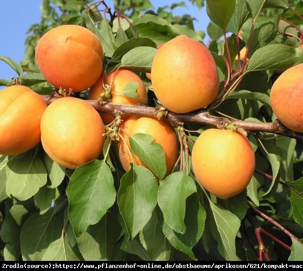 Morela kolumnowa COMPACTA - Idealna do małych ogrodów!!! - Prunus armeniaca COMPACTA