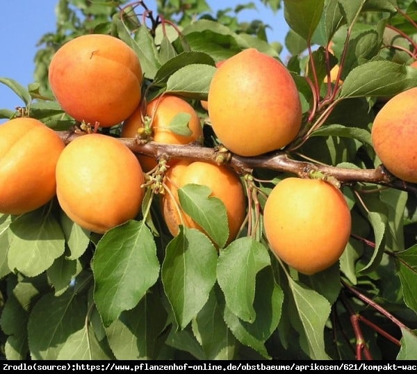 Morela kolumnowa COMPACTA - Idealna do małych ogrodów!!! - Prunus armeniaca COMPACTA