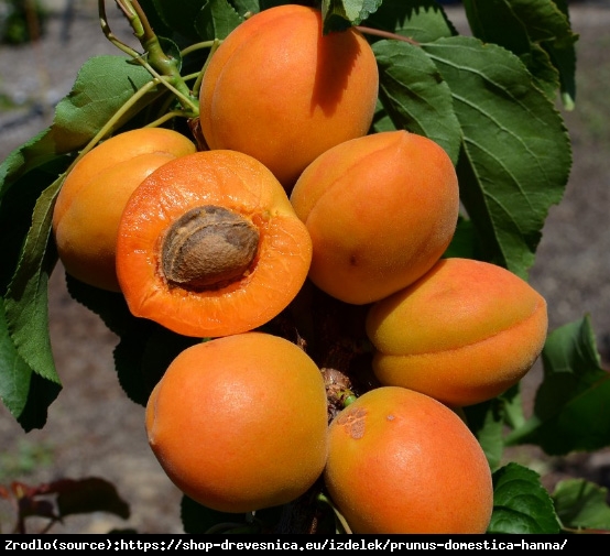 Morela kolumnowa COMPACTA - Idealna do małych ogrodów!!! - Prunus armeniaca COMPACTA