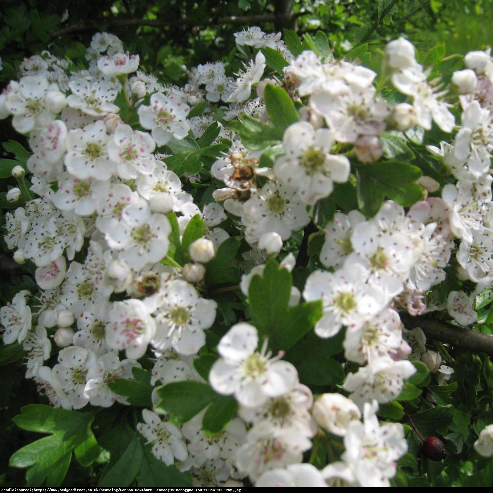 Głóg jednoszyjkowy - Crataegus monogyna