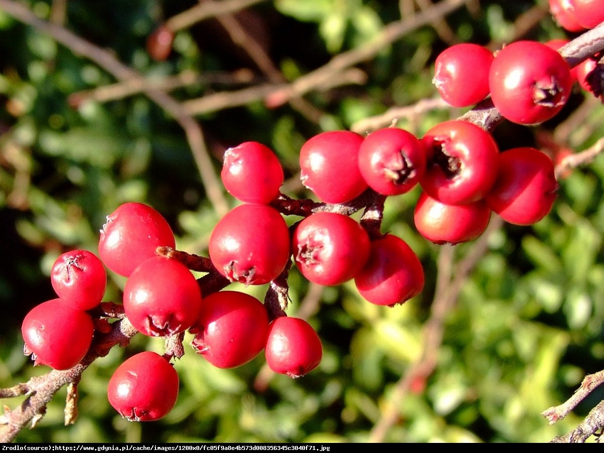 Głóg jednoszyjkowy - Crataegus monogyna