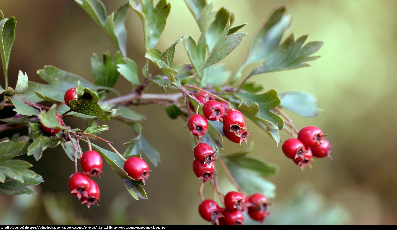 Głóg jednoszyjkowy - Crataegus monogyna