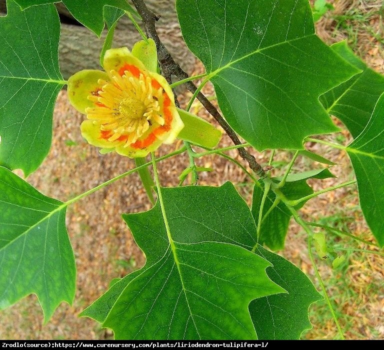 Tulipanowiec amerykański - Liriodendron tulipifera 