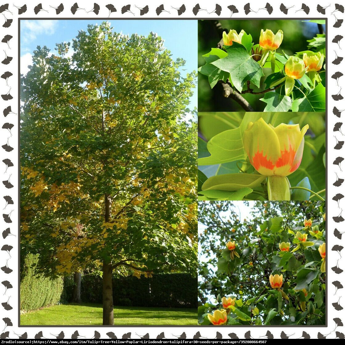 Tulipanowiec amerykański - Liriodendron tulipifera 