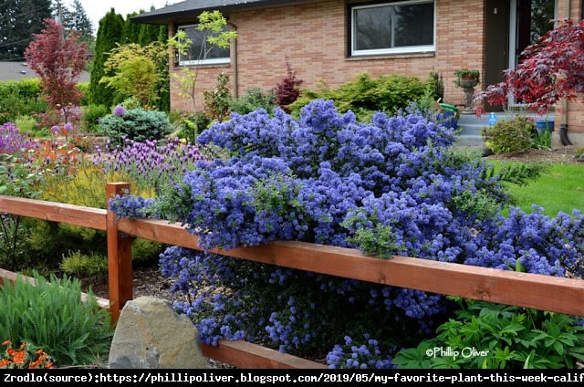 Prusznik niebieski Victoria - ZIMOZIELONY, NIEBIESKIE KWIATY!!! - Ceanothus impressus Victoria