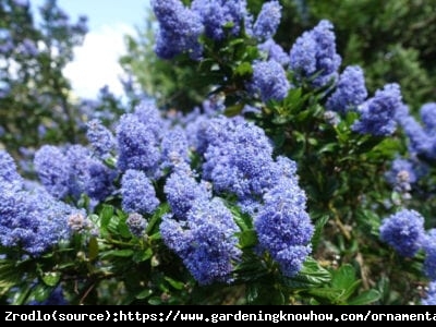Prusznik niebieski Victoria - ZIMOZIELONY, NIEBIESKIE KWIATY!!! - Ceanothus impressus Victoria