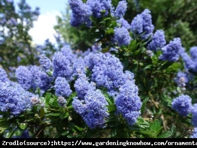 Prusznik niebieski Victoria - ZIMOZIELONY, NIEBIESKIE KWIATY!!! - Ceanothus impressus Victoria