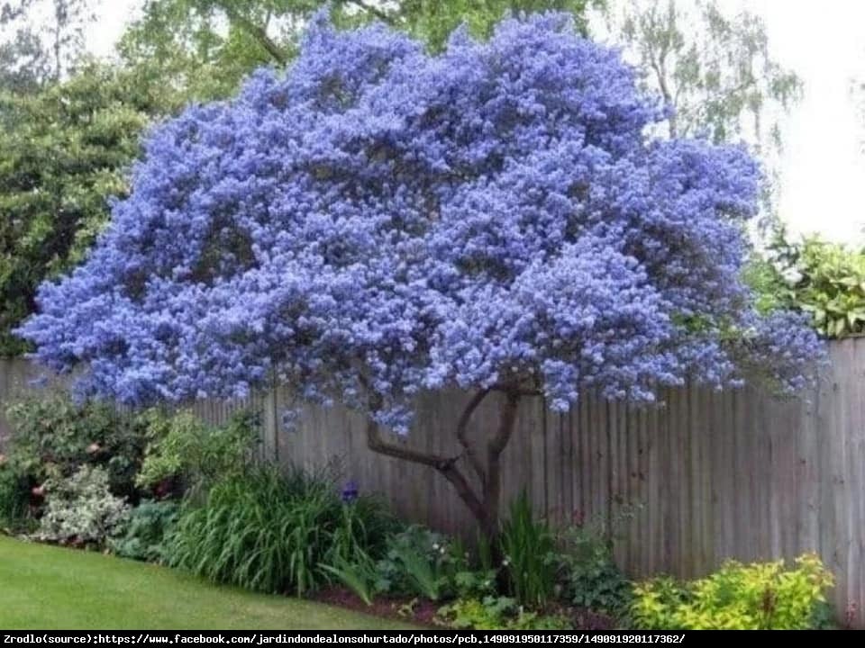 Prusznik niebieski Victoria - ZIMOZIELONY, NIEBIESKIE KWIATY!!! - Ceanothus impressus Victoria