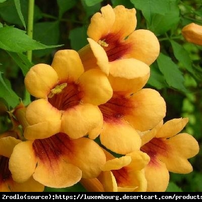 Milin amerykański Judy - MORELOWE KWIATY - Campsis radicans JUDY