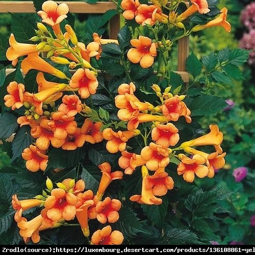 Milin amerykański Judy - MORELOWE KWIATY - Campsis radicans JUDY