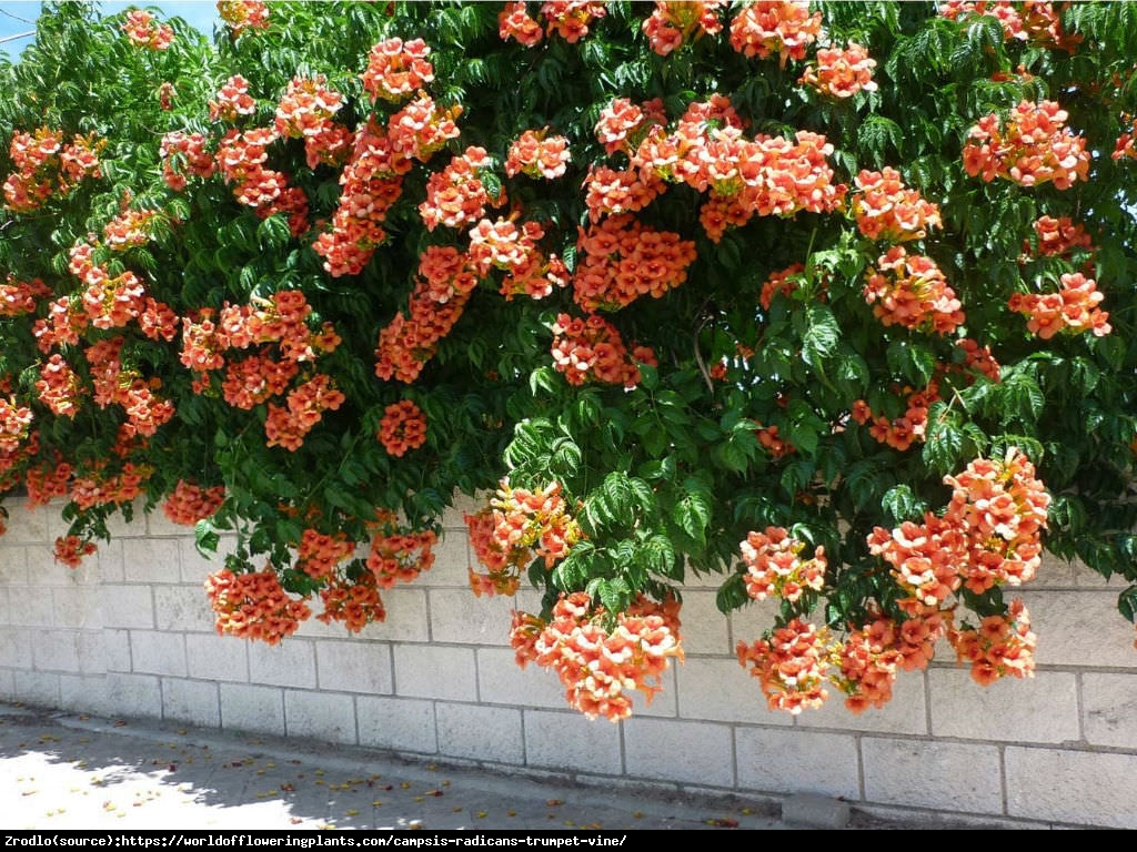 Milin amerykański URSYNÓW - POMARAŃCZOWE KWIATY - Campsis radicans Ursynów