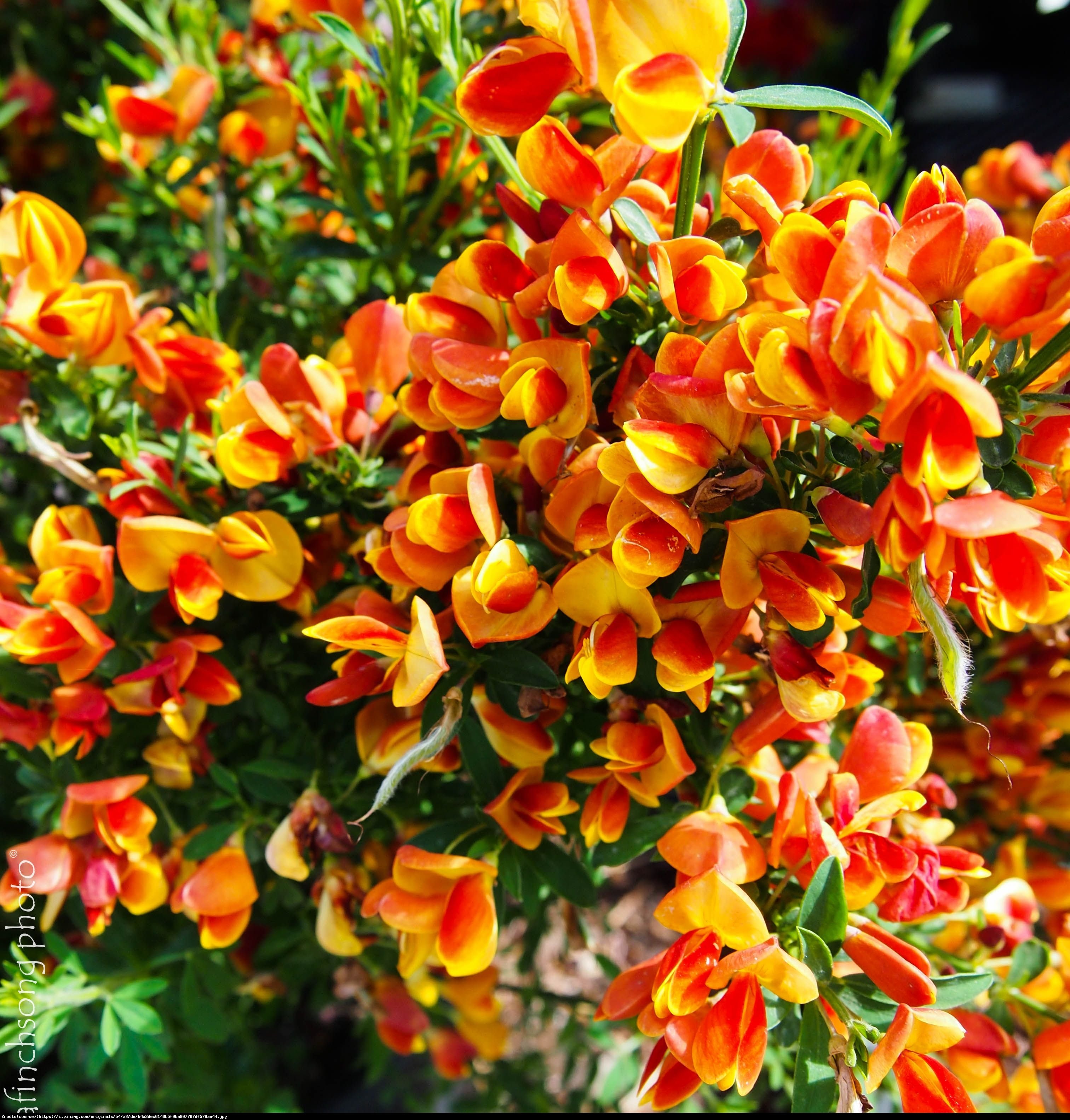 Żarnowiec Lena  - Cytisus scoparius Lena 