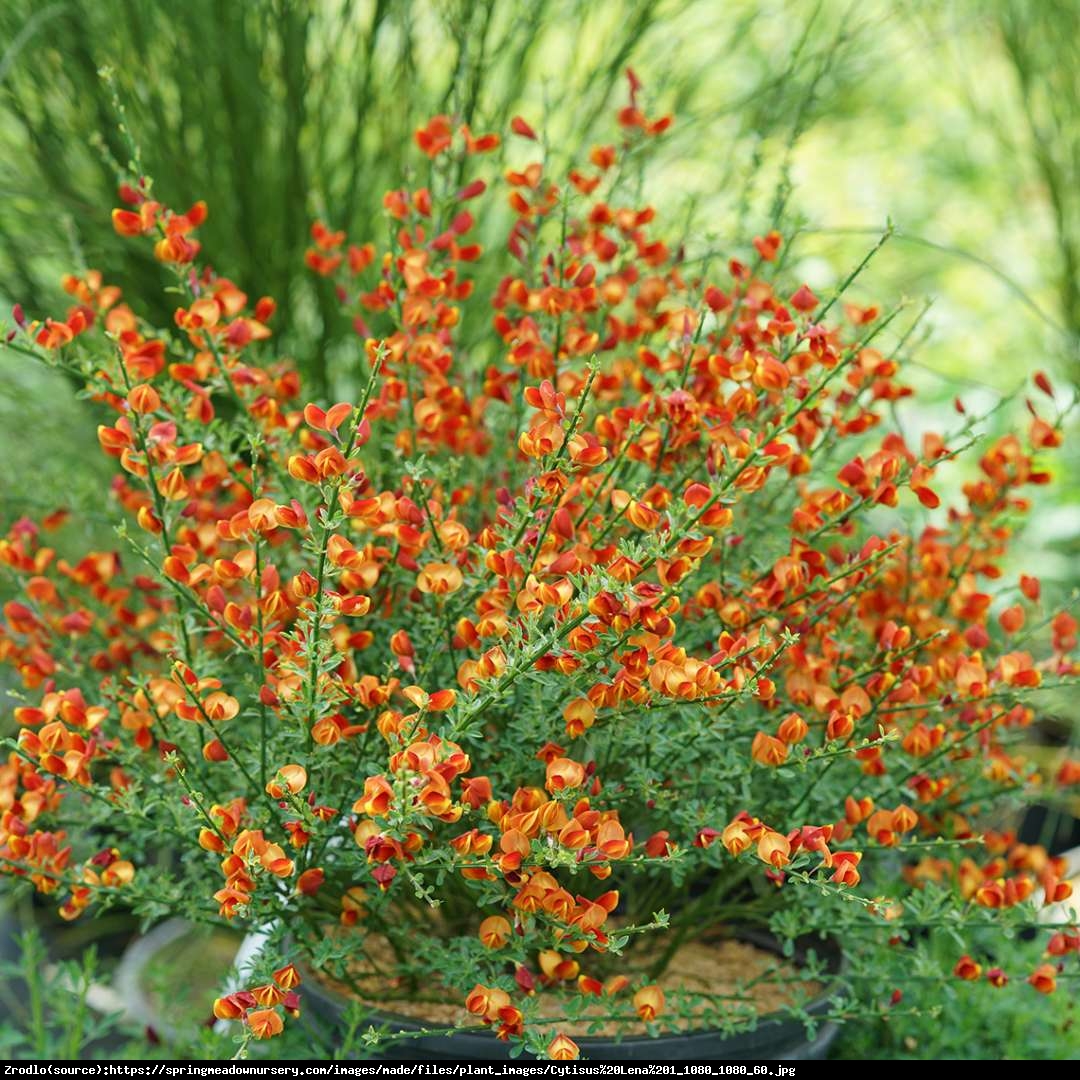 Żarnowiec Lena  - Cytisus scoparius Lena 