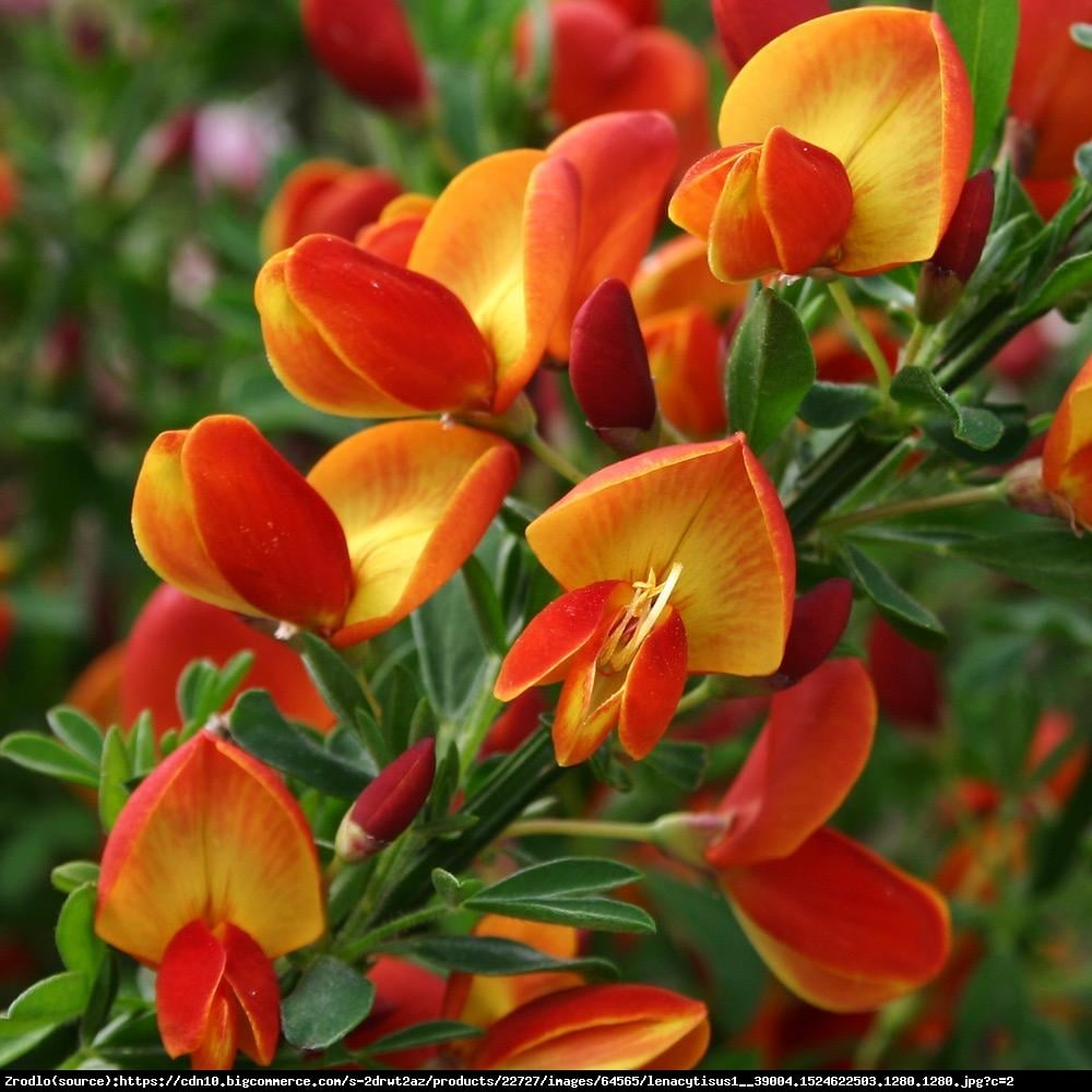 Żarnowiec Lena  - Cytisus scoparius Lena 