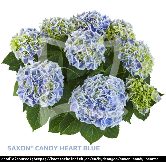 Hortensja ogrodowa Saxon Candy Heart Blue- wielobarwna - Hydrangea macrophylla Saxon Candy Heart Blue - bicolor
